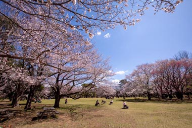 柏の葉公園　桜の広場