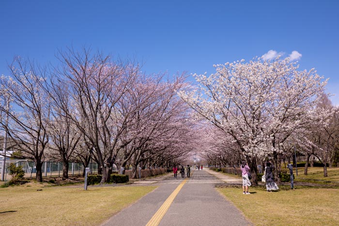 柏の葉公園　満開の桜　北エントランスの桜並木