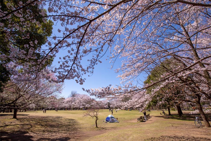 柏の葉公園　満開の桜の広場