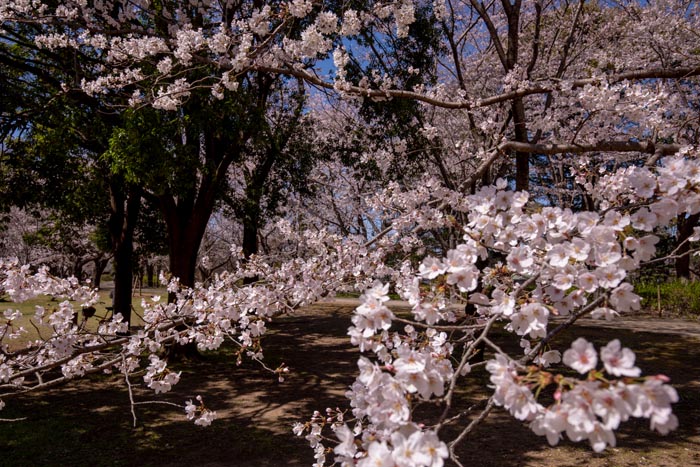 柏の葉公園　満開の桜の広場
