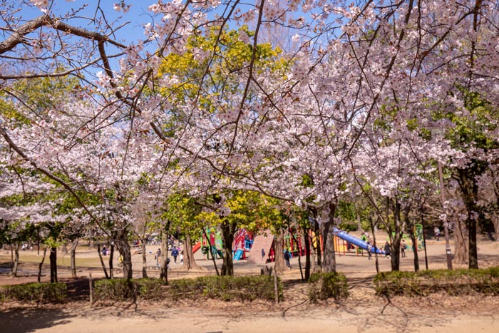 柏の葉公園　満開の桜の広場　コミュニティ体育館周辺