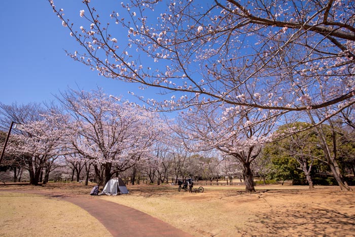 柏の葉公園　満開の桜の広場　コミュニティ体育館周辺