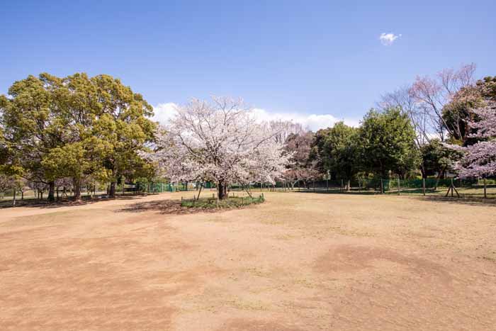 柏の葉公園　ドッグラン　中央の桜