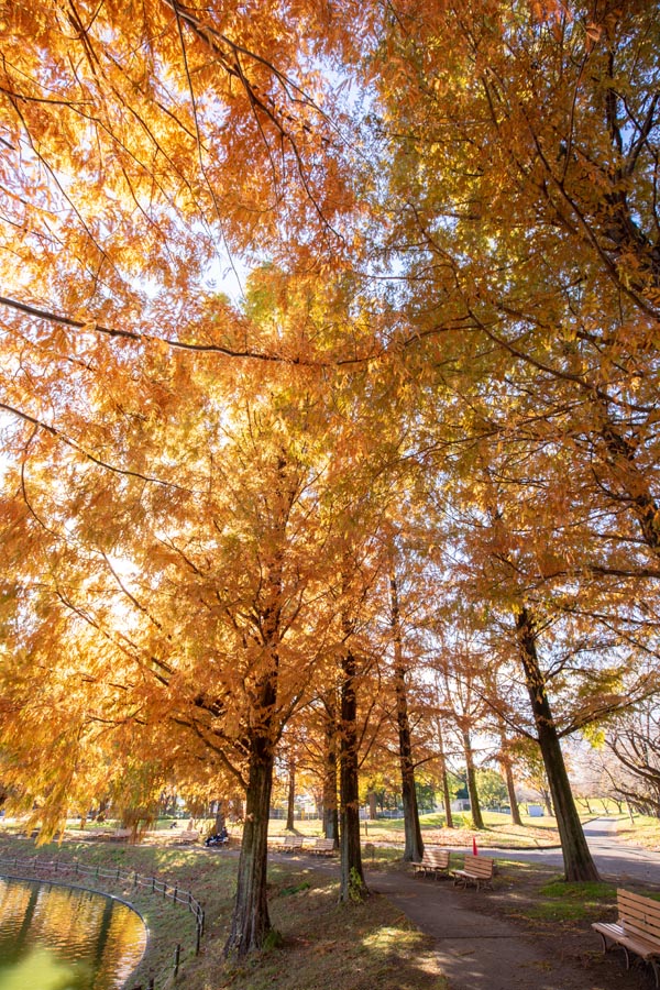 川越公園（川越水上公園）　修景池周囲のメタセコイアの紅葉
