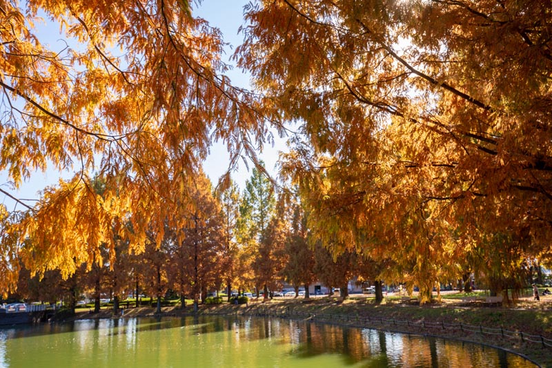 川越公園（川越水上公園）　修景池周囲のメタセコイアの紅葉
