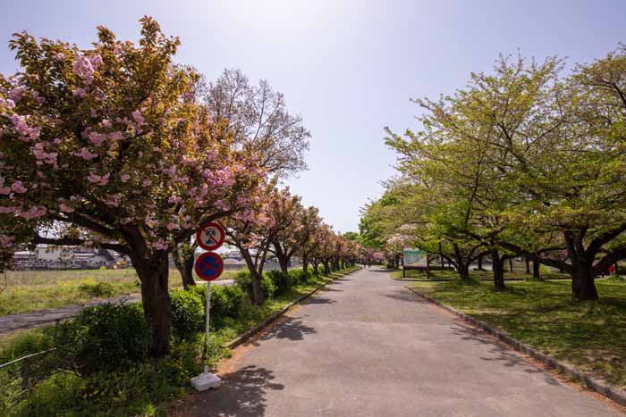 川越公園（川越水上公園）八重桜（ヤエザクラ）並木の北の端
