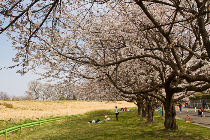川越水上公園　桜並木と土手