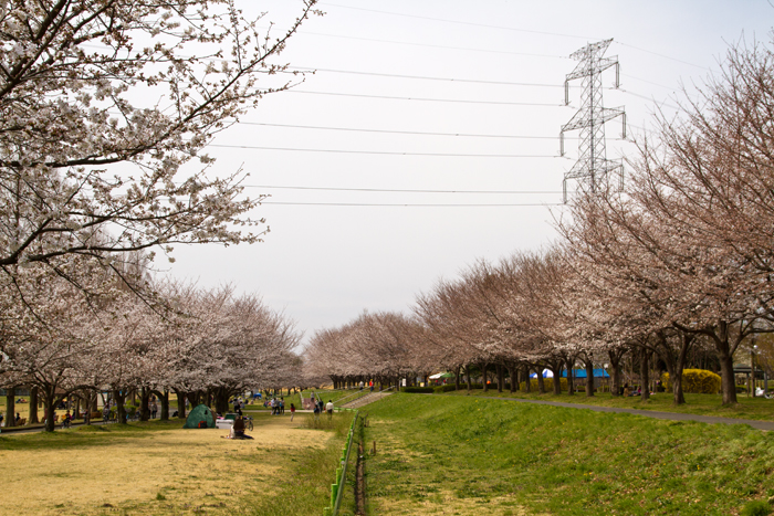 川越水上公園　桜並木