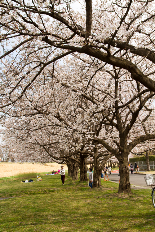 川越水上公園　桜並木
