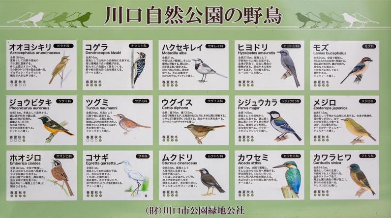 川口自然公園　川口自然公園で見られる野鳥