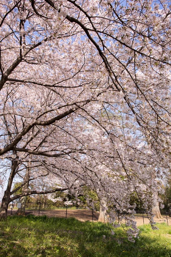 川里中央公園　西側エリアの桜　満開