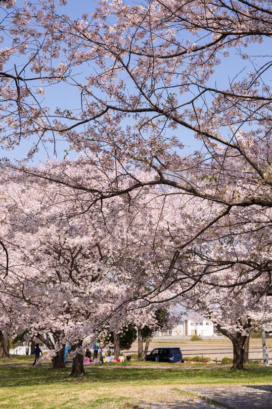 加須はなさき水上公園　満開の桜