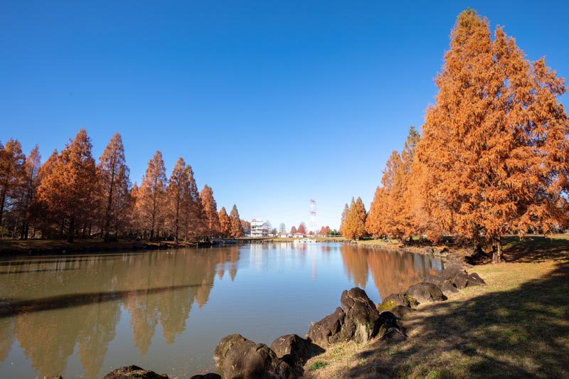 加須はなさき水上公園　メタセコイアの紅葉