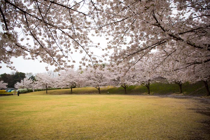 北本市野外活動センター　満開の桜