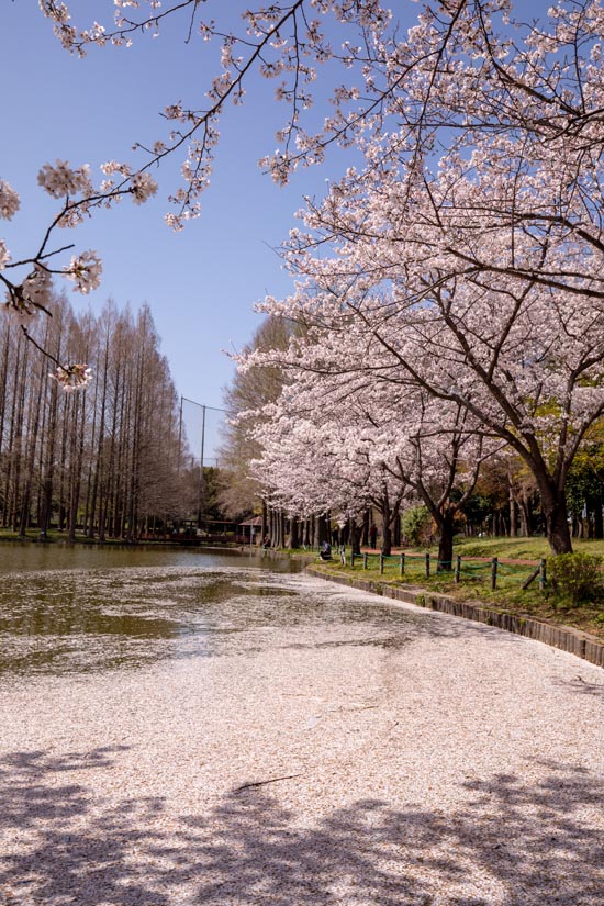 北本総合公園　満開の桜