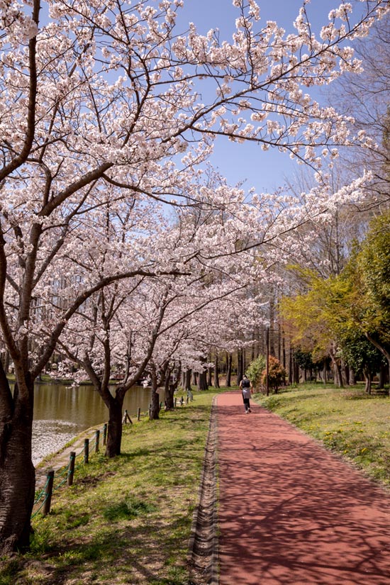 北本総合公園　満開の桜
