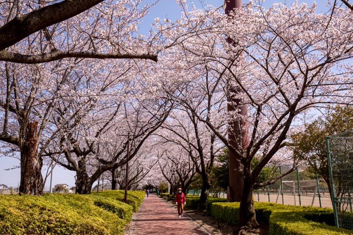 北本総合公園　満開の桜　多目的広場脇の桜並木