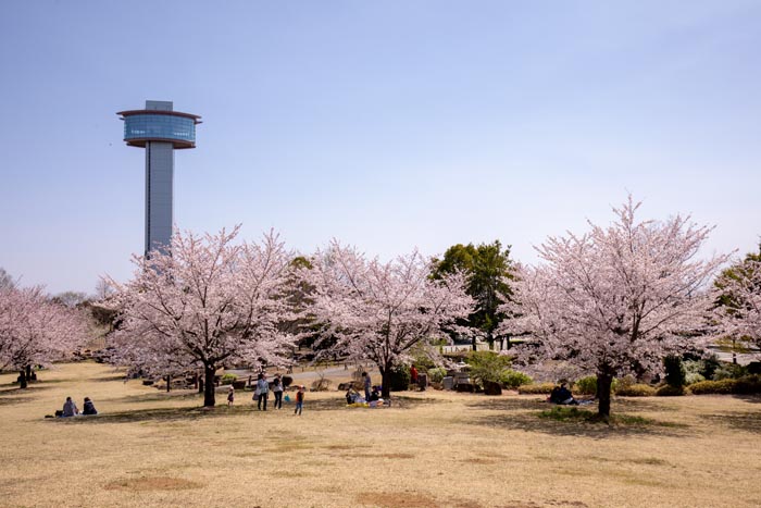 古代蓮の里　満開の桜　展望台と桜