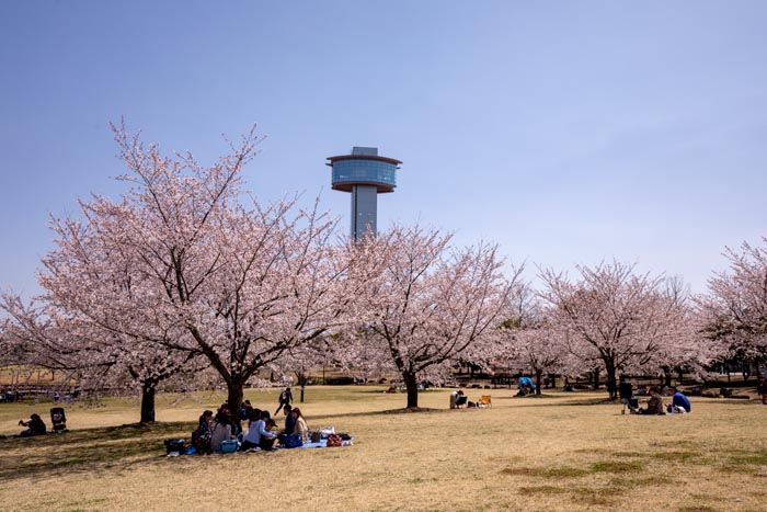 古代蓮の里　満開の桜　展望台と桜