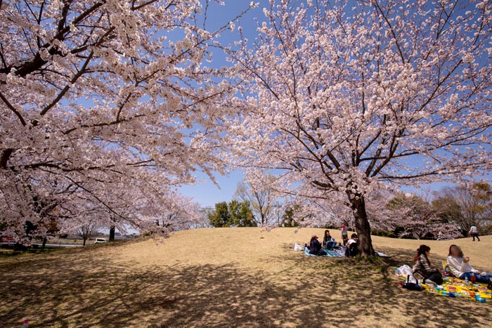 古代蓮の里　満開の桜　見晴らしの丘とお花見広場周辺
