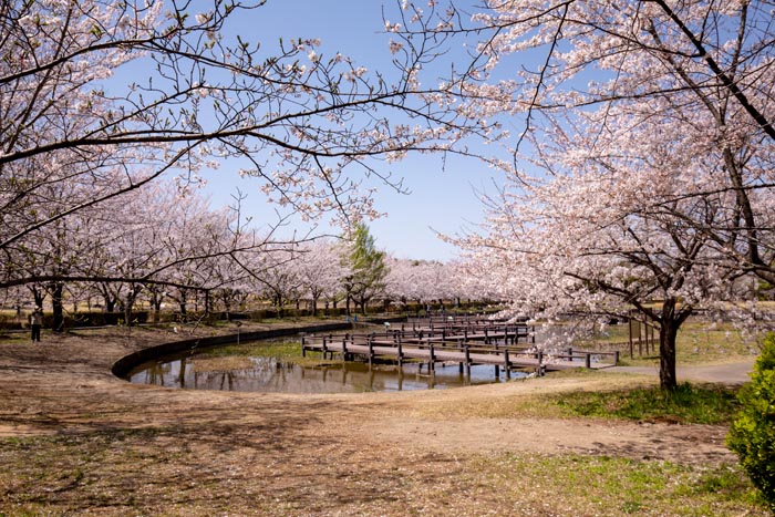 古代蓮の里　満開の桜　蓮池周辺