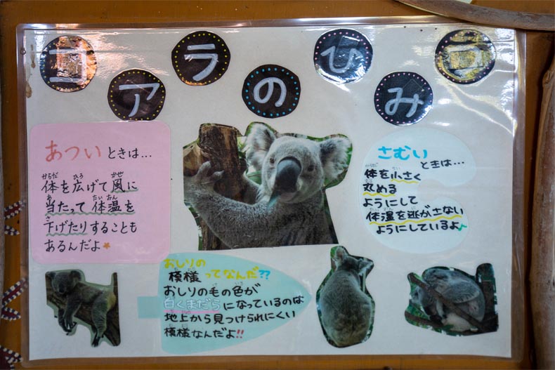埼玉県こども動物自然公園　コアラ舎　インフォメーション
