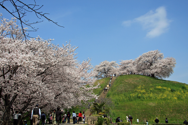 さきたま古墳公園　桜が満開の丸墓山古墳山頂
