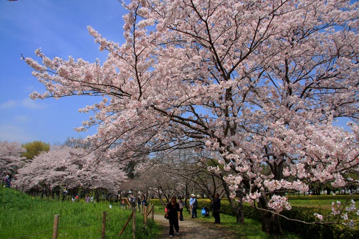 さきたま古墳公園　満開の桜