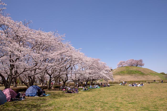 さきたま古墳公園　満開の桜　2019年撮影