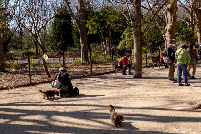 所沢航空記念公園　ドッグラン　小型犬エリア