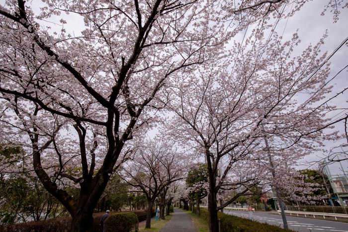 久喜菖蒲公園　満開の桜並木