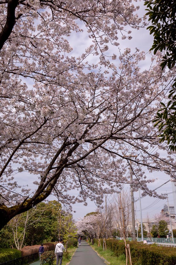 久喜菖蒲公園　満開の桜並木