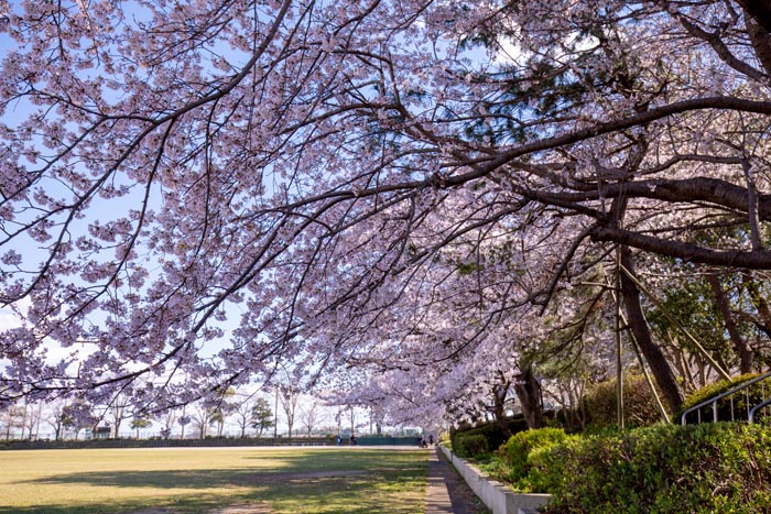 松伏総合公園　桜