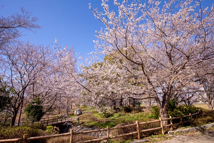 松伏総合公園　桜