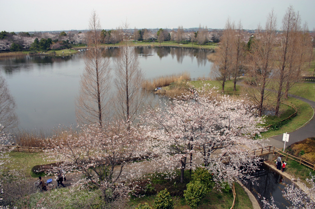 松伏総合公園　展望風車（スペイン風）と桜