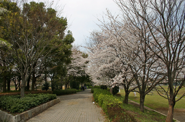 松伏総合公園　展望風車（スペイン風）と桜