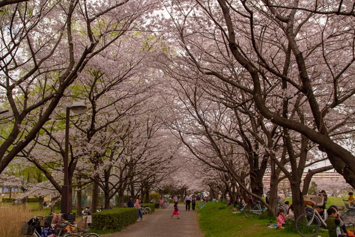 三橋総合公園　満開の桜