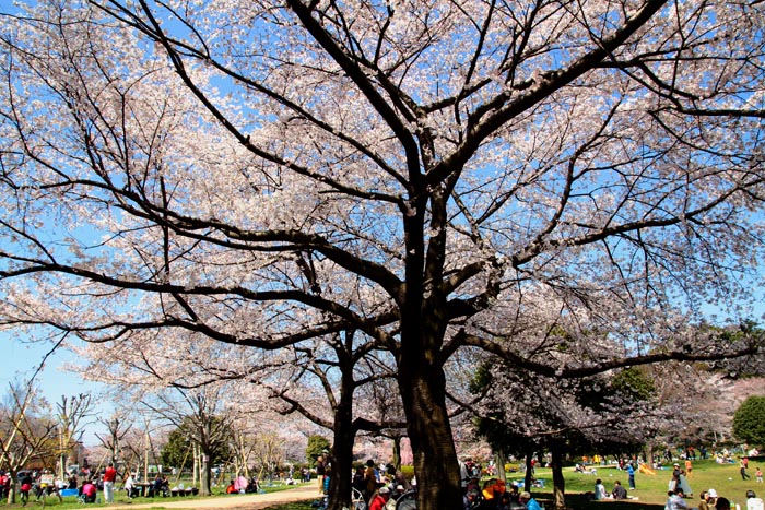 見沼氷川公園（さいたま市緑区）　芝生広場付近の桜