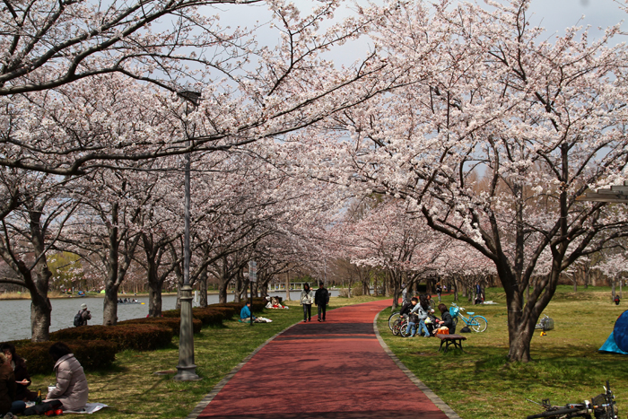 みさと公園（三郷市）桜並木　桜のトンネル