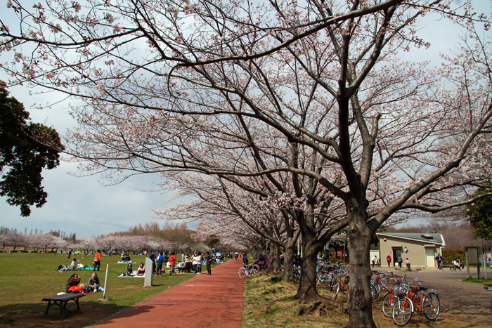 みさと公園（三郷市）桜並木