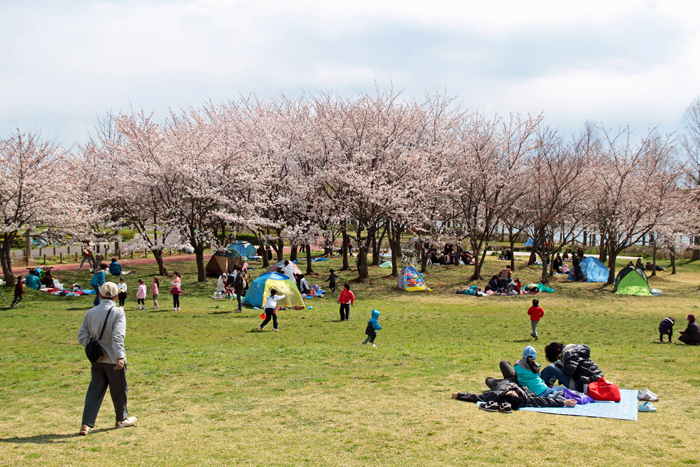 みさと公園（三郷市）芝生広場の桜