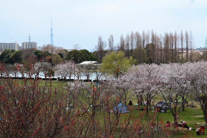 みさと公園（三郷市）東京スカイツリーが見えた　展望台からの眺望