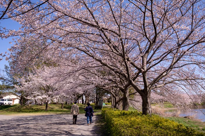 元荒川河川敷公園　満開の桜（2020年）