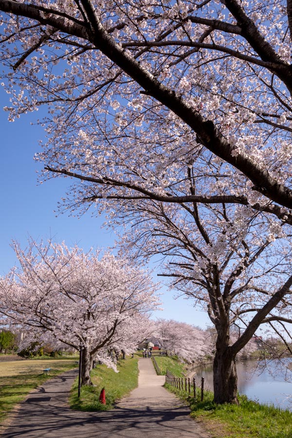 元荒川河川敷公園　満開の桜（2020年）