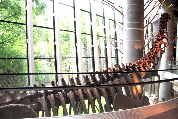 茨城県自然博物館　シンボル展示　ヌオエロサウルス