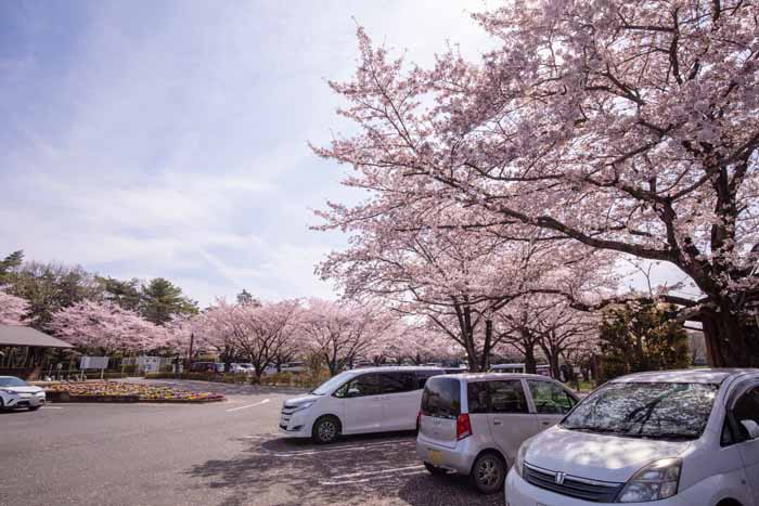 ネーブルパーク　満開の桜（ソメイヨシノ）