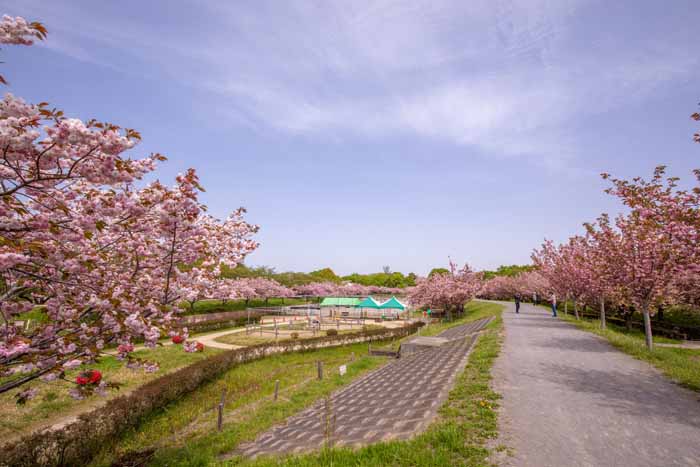 ネーブルパーク　満開の八重桜（ヤエザクラ）