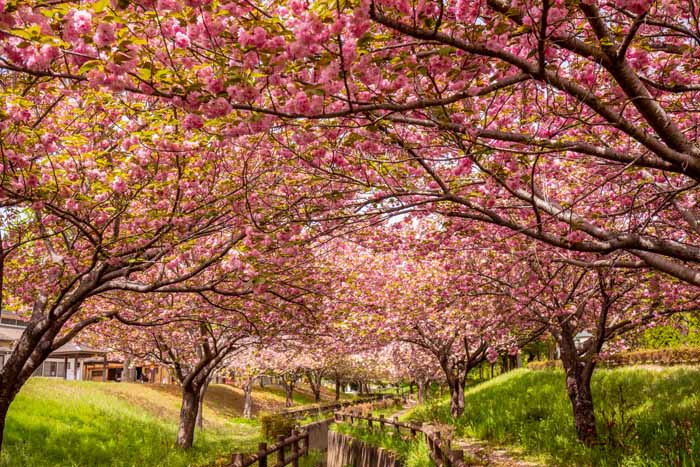 ネーブルパーク　満開の八重桜（ヤエザクラ）　絶景の谷