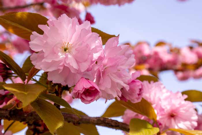 ネーブルパーク　満開の八重桜（ヤエザクラ）
