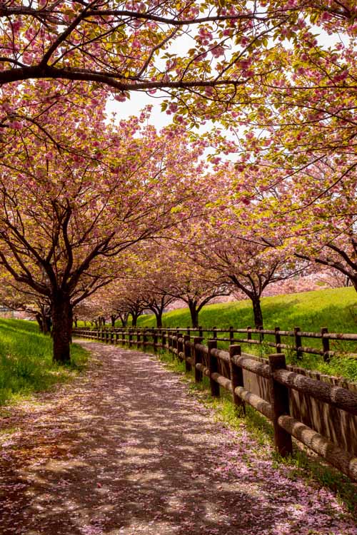 ネーブルパーク　満開の八重桜（ヤエザクラ）　絶景の谷